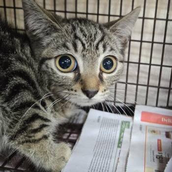 Bud -  Domestic Short Hair Cat for Adoption in Newark, New Jersey - Bud | PetCurious