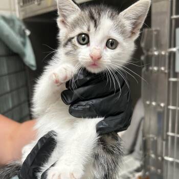 Mochi -  Domestic Short Hair Cat for Adoption in Ojai, California - Mochi | PetCurious