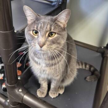 Domestic Short Hair Cats Available for Adoption in Davenport, Iowa - Corbin | PetCurious