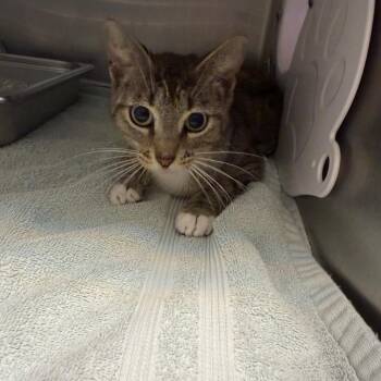 Domestic Short Hair Cats Available for Adoption - Betsy | PetCurious