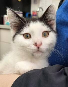 Rescue Domestic Short Hair Cats for Adoption in Canfield, Ohio - PHILLIP | PetCurious