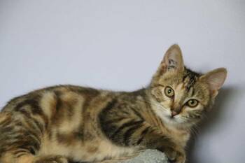 Cayenne -  Tabby Cat for Adoption in Calgary, Alberta - Cayenne | PetCurious