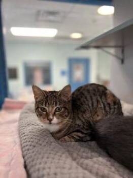 Rescue Domestic Short Hair Cats for Adoption in Berryville, Virginia - Campari | PetCurious