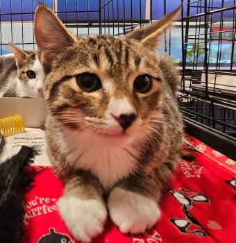Rescue Tabby Cats for Adoption in Plano, Texas - Socks | PetCurious