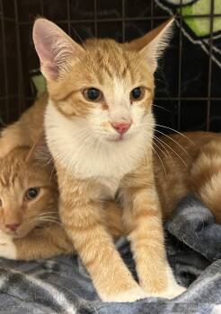 Slipper -  Domestic Short Hair Cat for Adoption in Mason City, Iowa - Slipper | PetCurious