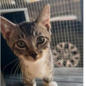Wee -  Tabby and Domestic Short Hair Cat for Adoption in Warr Acres, Oklahoma - Wee | PetCurious