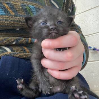 Rescue Domestic Short Hair Cats for Adoption in Troy, Virginia - Mountain Shoutin' | PetCurious