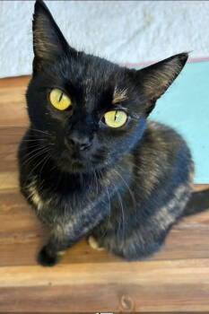 Rescue Domestic Short Hair Cats for Adoption in Williamsburg, Iowa - Jinx (Available 1/9/26) | PetCurious
