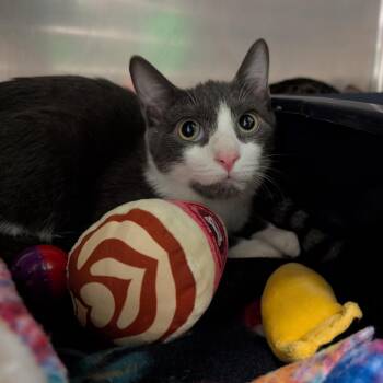 Domestic Short Hair Cats Available for Adoption - Gideon | PetCurious