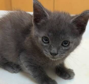 JORGE -  Domestic Short Hair Cat for Adoption in Elizabethton, Tennessee - JORGE | PetCurious