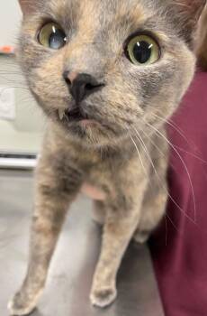 Domestic Short Hair Cats Available for Adoption - Azora | PetCurious