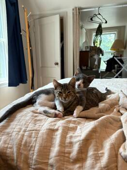 Rescue Domestic Short Hair Cats for Adoption in Minneapolis, Minnesota - Gordy / Quint | PetCurious