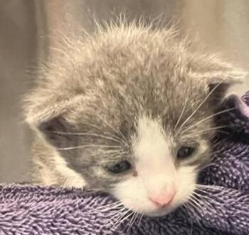 Lego Batman -  Domestic Short Hair Cat for Adoption in Roseville, California - Lego Batman | PetCurious
