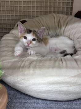 Domestic Short Hair Cats Available for Adoption in San Tan Valley, Arizona - Clover | PetCurious