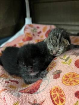 *MOONSHINE -  Domestic Short Hair Cat for Adoption in Woodland, California - *MOONSHINE | PetCurious