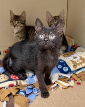 HERSHEY -  Domestic Short Hair Cat for Adoption in Brewster, Massachusetts - HERSHEY | PetCurious