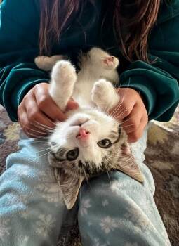 Domestic Short Hair Cats Available for Adoption in Philadelphia, Pennsylvania - LUCKY | PetCurious