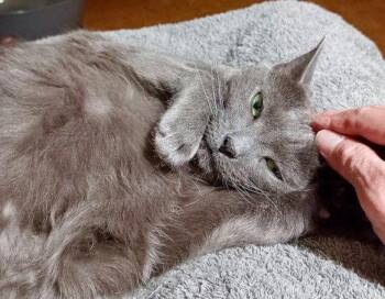 Cindy -  Domestic Short Hair Cat Available for Adoption in Trenton, New Jersey - Cindy | PetCurious