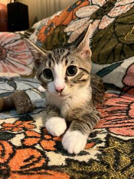 Rescue Domestic Short Hair Cats for Adoption in Akron, Ohio - Juniper | PetCurious