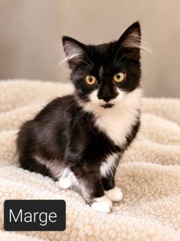 Miss Marge -  Domestic Short Hair Cat for Adoption in Kansas City, Missouri - Miss Marge | PetCurious