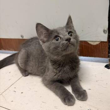 Dessert -  Domestic Short Hair Cat for Adoption in Davenport, Iowa - Dessert | PetCurious