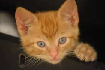 Joe Jr -  Domestic Short Hair Cat for Adoption in Grand Rapids, Michigan - Joe Jr | PetCurious