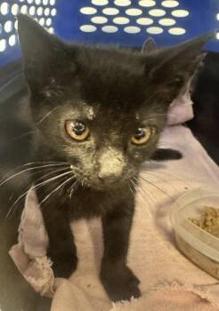 Cola -  Domestic Short Hair Cat for Adoption in West Chester, Pennsylvania - Cola | PetCurious