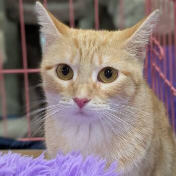 Hyacinth -  Domestic Short Hair Cat for Adoption in Springfield, Illinois - Hyacinth | PetCurious