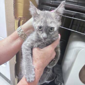 Mila -  Domestic Short Hair Cat for Adoption in Columbus, North Carolina - Mila | PetCurious