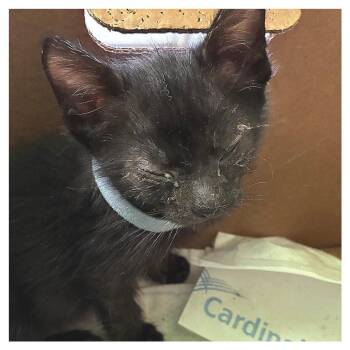 Light Blue Collar -  Domestic Short Hair Cat for Adoption in Los Angeles, California - Light Blue Collar | PetCurious