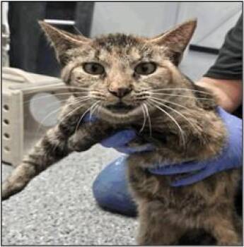 Domestic Short Hair Cats Available for Adoption in Albuquerque, New Mexico - VEGA | PetCurious