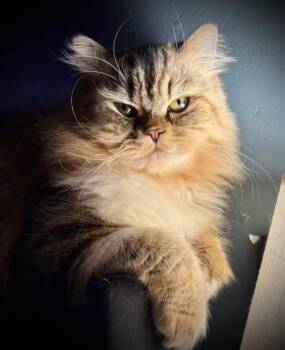 Ollie -  Persian Cat for Adoption in Buffalo, New York - Ollie | PetCurious