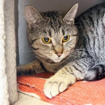 Stormy -  Domestic Short Hair Cat for Adoption in Kennebunk, Maine - Stormy | PetCurious