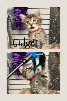 Gidget -  Domestic Medium Hair Cat for Adoption in Pierceton, Indiana - Gidget | PetCurious