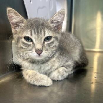 Whiskerini -  Domestic Short Hair Cat for Adoption in Sioux City, Iowa - Whiskerini | PetCurious