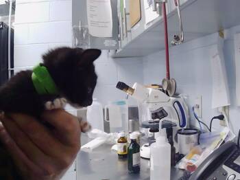 A1266327 -  Domestic Short Hair Cat for Adoption in Charlotte, North Carolina - A1266327 | PetCurious