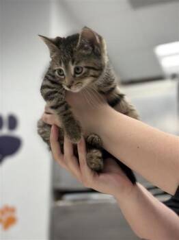 Domestic Short Hair Cats Available for Adoption in West Chester, Pennsylvania - Dr. Abbot | PetCurious