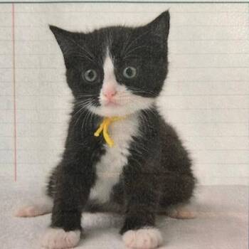 Domestic Short Hair Cats Available for Adoption in Knoxville, Tennessee - Scribble | PetCurious