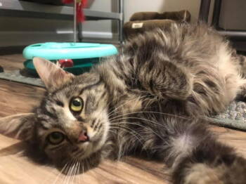 Rescue Domestic Medium Hair and Tabby Cats for Adoption in Jeffersontown, Kentucky - Jolene | PetCurious