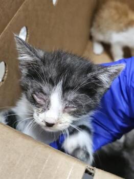 JAVA -  Domestic Short Hair Cat Available for Adoption in Dallas, Texas - JAVA | PetCurious