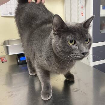 Kimi -  Domestic Short Hair Cat for Adoption in Monroe, Louisiana - Kimi | PetCurious