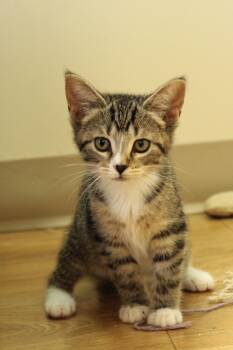 Rescue Domestic Short Hair Cats for Adoption in Urbana, Ohio - Alice | PetCurious