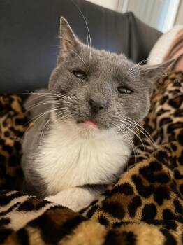 Rescue Domestic Short Hair Cats for Adoption in Columbia, South Carolina - Baby Gray | PetCurious