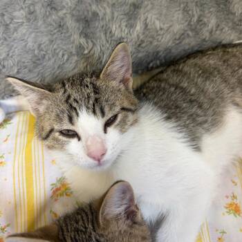 Domestic Short Hair Cats Available for Adoption in Pekin, Illinois - Malibu | PetCurious