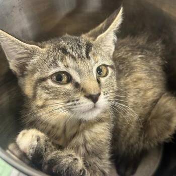 Starfish -  Domestic Short Hair Cat for Adoption in Salt Lake City, Utah - Starfish | PetCurious
