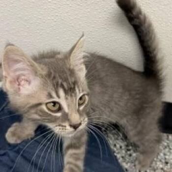 Bowie -  Domestic Short Hair Cat for Adoption in Bryan, Ohio - Bowie | PetCurious