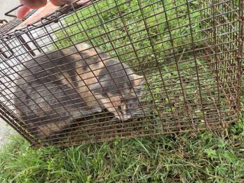 Domestic Short Hair Cats Available for Adoption in Houston, Texas - 9 | PetCurious