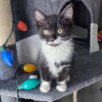 Domestic Short Hair Cats Available for Adoption in Cranford, New Jersey - Rex | PetCurious