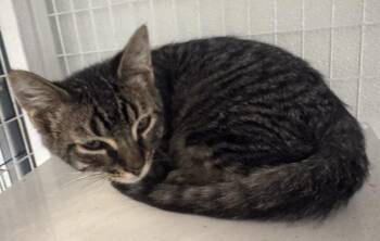 Koda -  Domestic Short Hair Cat for Adoption in Gold Beach, Oregon - Koda | PetCurious
