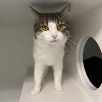Dolly -  Domestic Medium Hair Cat for Adoption in Fall River, Massachusetts - Dolly | PetCurious